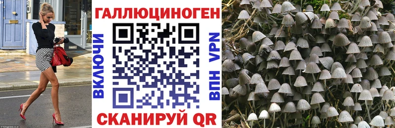 Псилоцибиновые грибы Psilocybe  цена   Вяземский 
